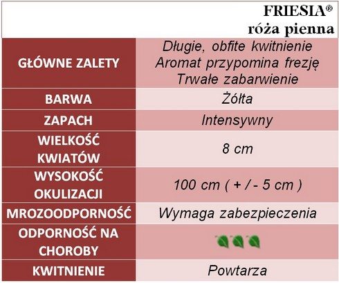 Friesia róże pienne